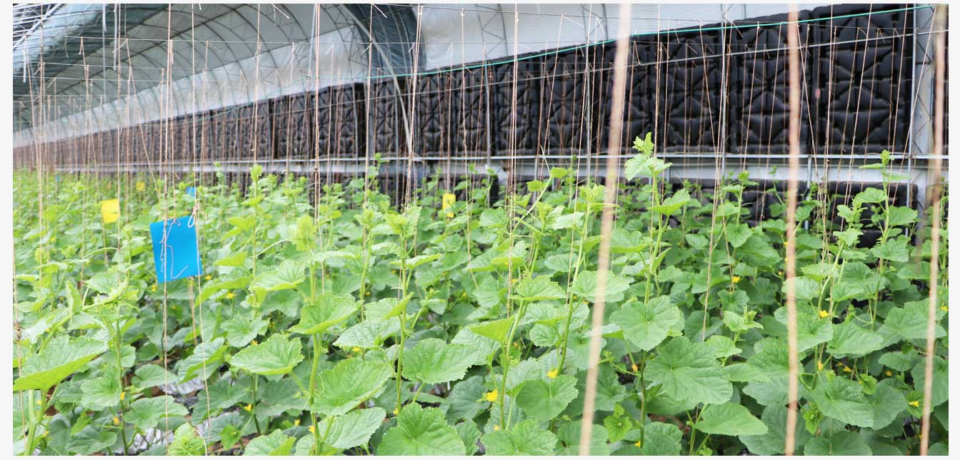 準格爾旗現代智慧設施農業產業園(網頁)_30.jpg 準格爾旗現代智慧設施農業產業園(網頁)_30.jpg