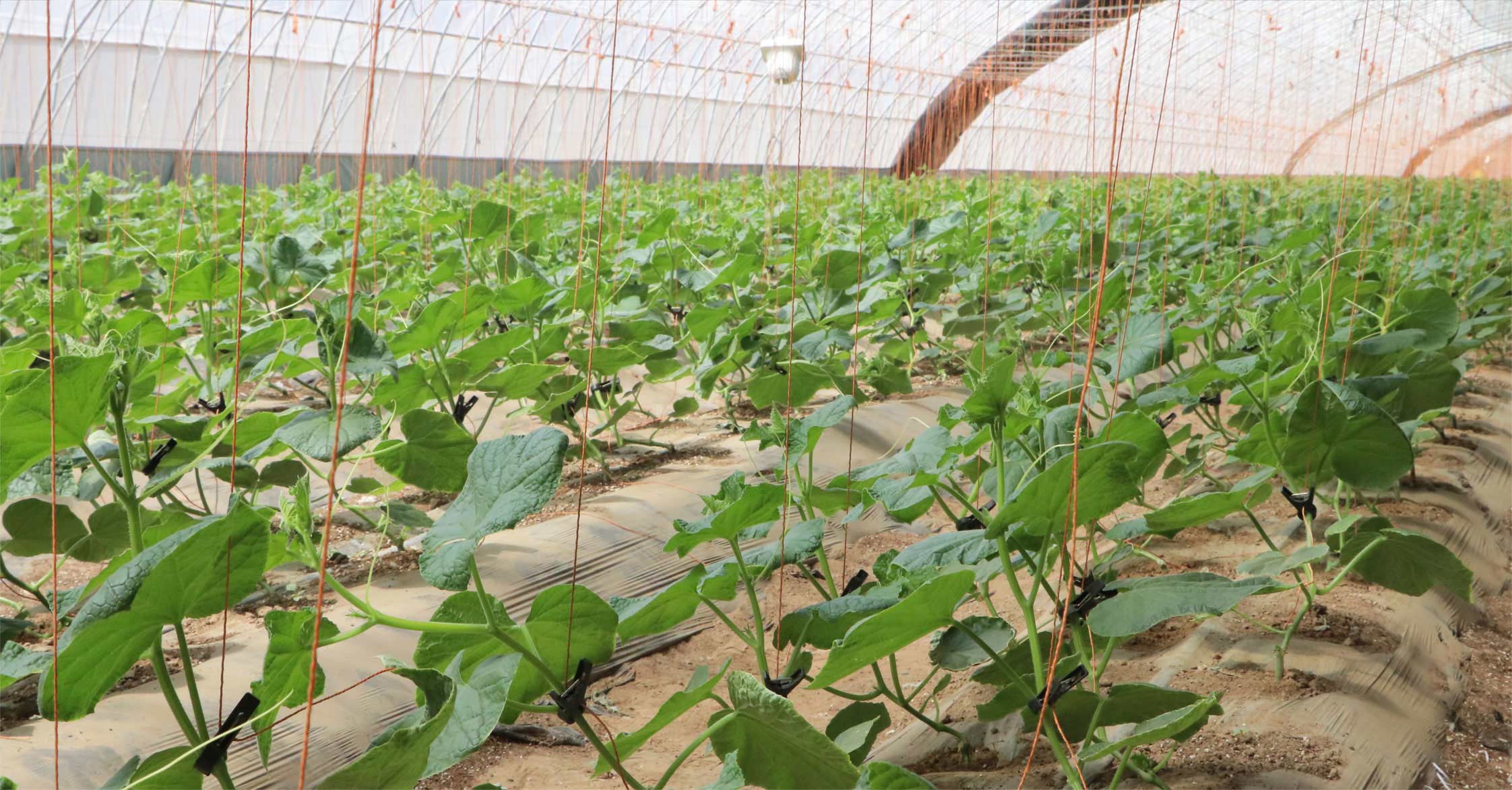 2、冬室夏棚網(wǎng)頁(yè)_16切.jpg 2、冬室夏棚網(wǎng)頁(yè)_16切.jpg